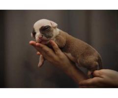 American Bully