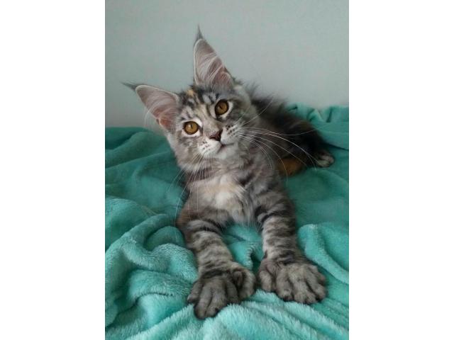 Maine Coon Polydactyl female - 1