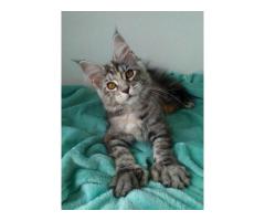 Maine Coon Polydactyl female - Image 1