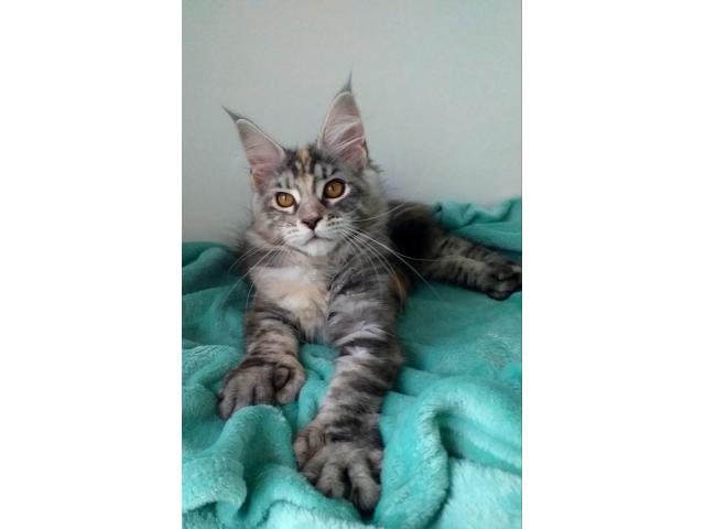 Maine Coon Polydactyl female - 3
