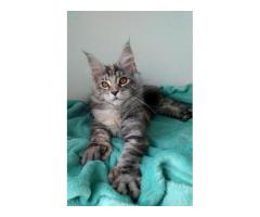 Maine Coon Polydactyl female - Image 3