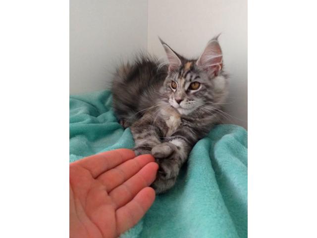 Maine Coon Polydactyl female - 4