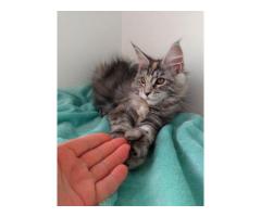 Maine Coon Polydactyl female - Image 4